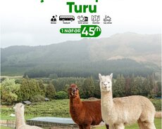 Şamaxı Alpaka - Qəbələ lavanda turu