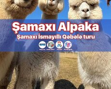 Şamaxı Alpaka Qəbələ lavanda turu