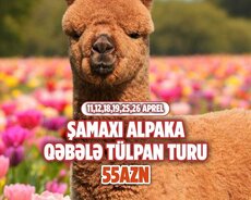 Şamaxı Alpaca - Qəbələ Tülpan