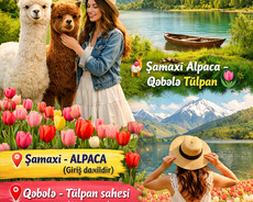 Şamaxı Alpaca - Qəbələ Tülpan Şamaxı Turu