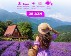 Qəbələ LAVANDA TURU
