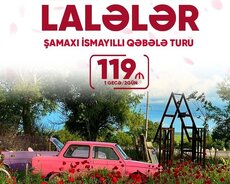 Şamaxı İsmayıllı Qəbələ Lalələr Sahəsi Turu