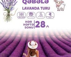 Qəbələ Lavanda Turu