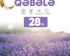 Qəbələ lavanda turu